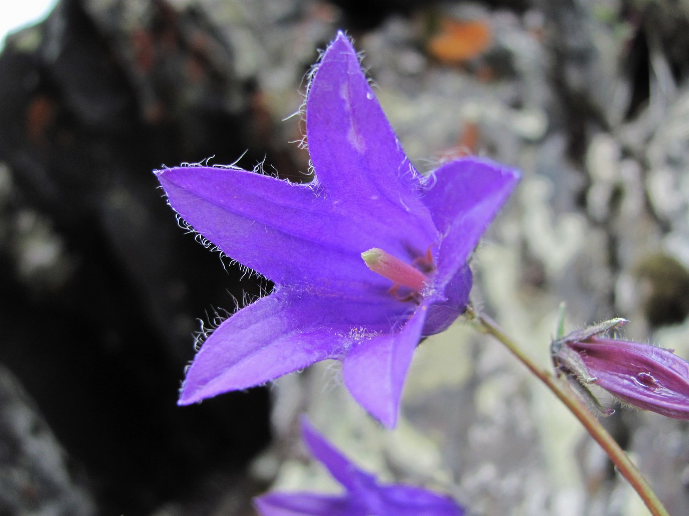 Изображение особи род Campanula.