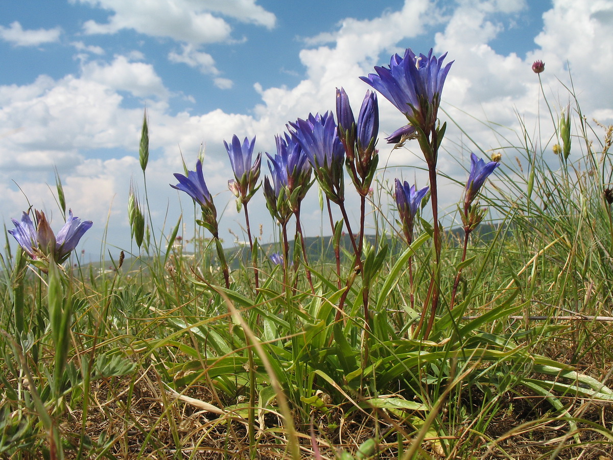 Image of Gentiana olivieri specimen.