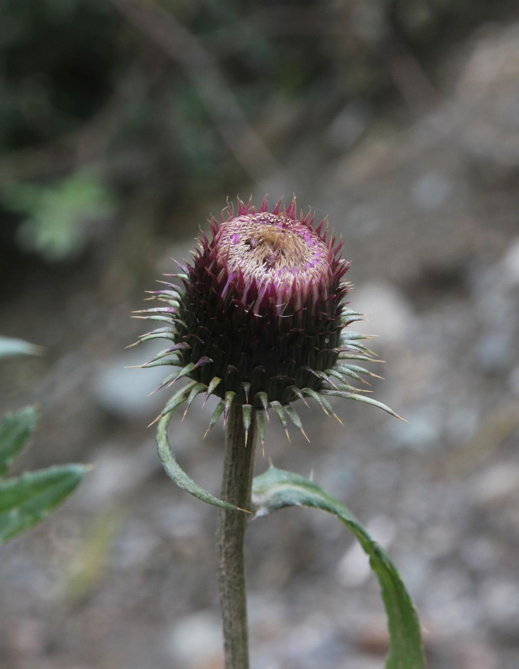 Изображение особи Cirsium serratuloides.