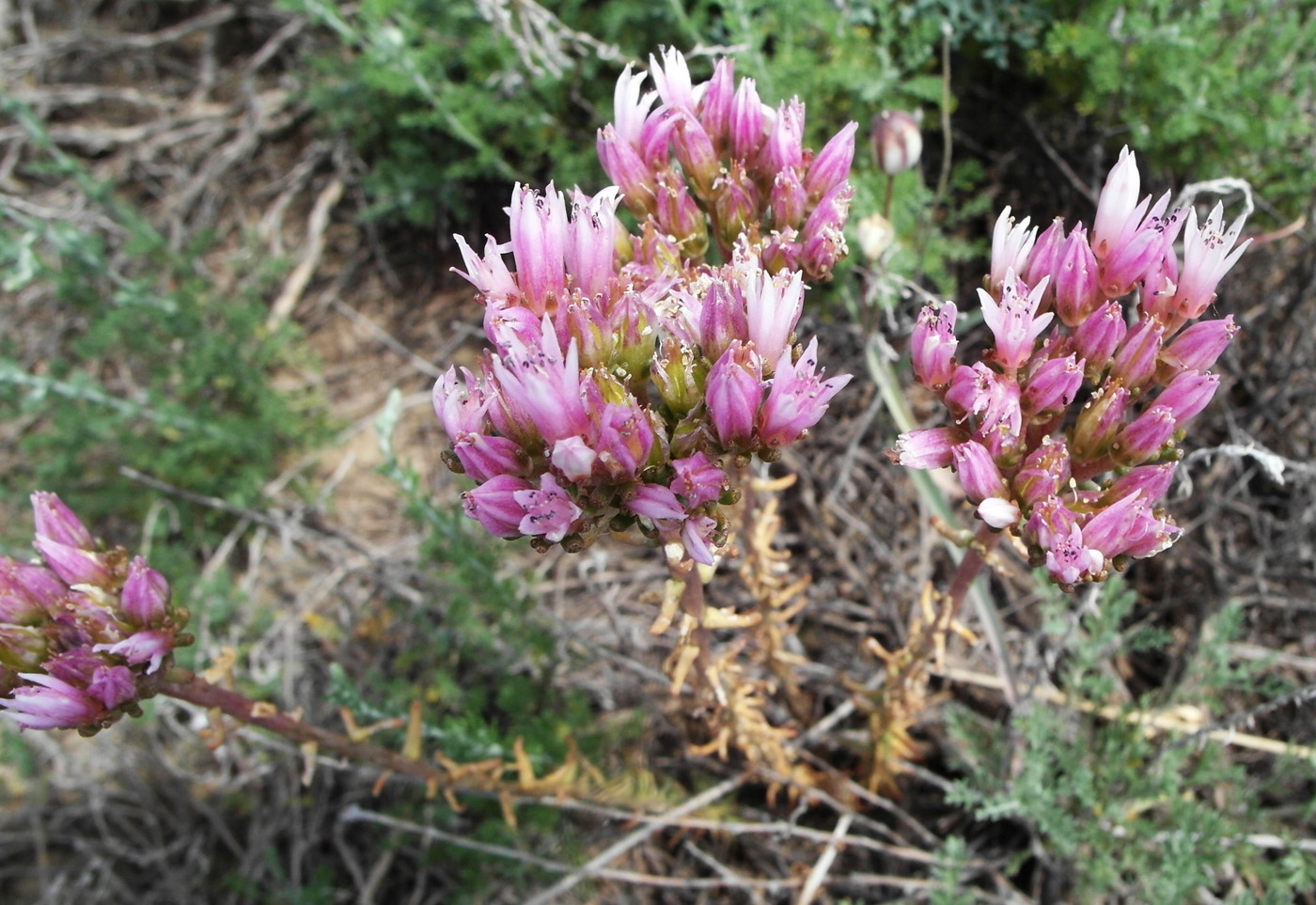 Изображение особи Pseudosedum lievenii.