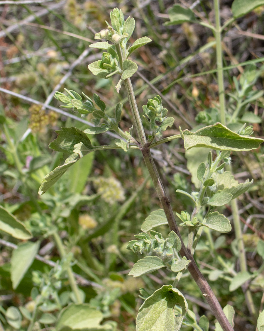 Image of Scutellaria brevibracteata specimen.