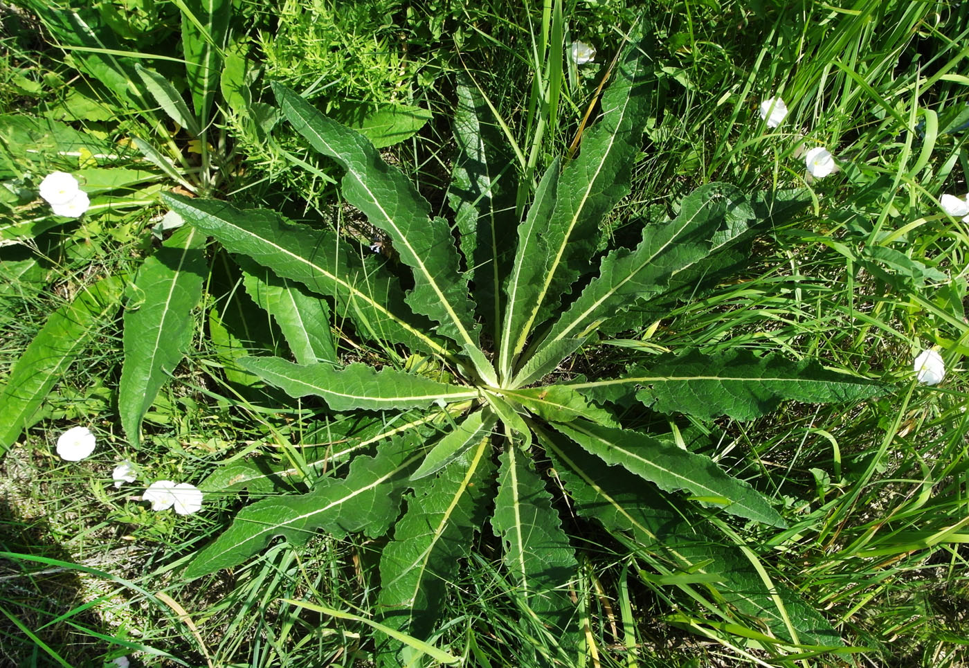 Изображение особи Verbascum lychnitis.