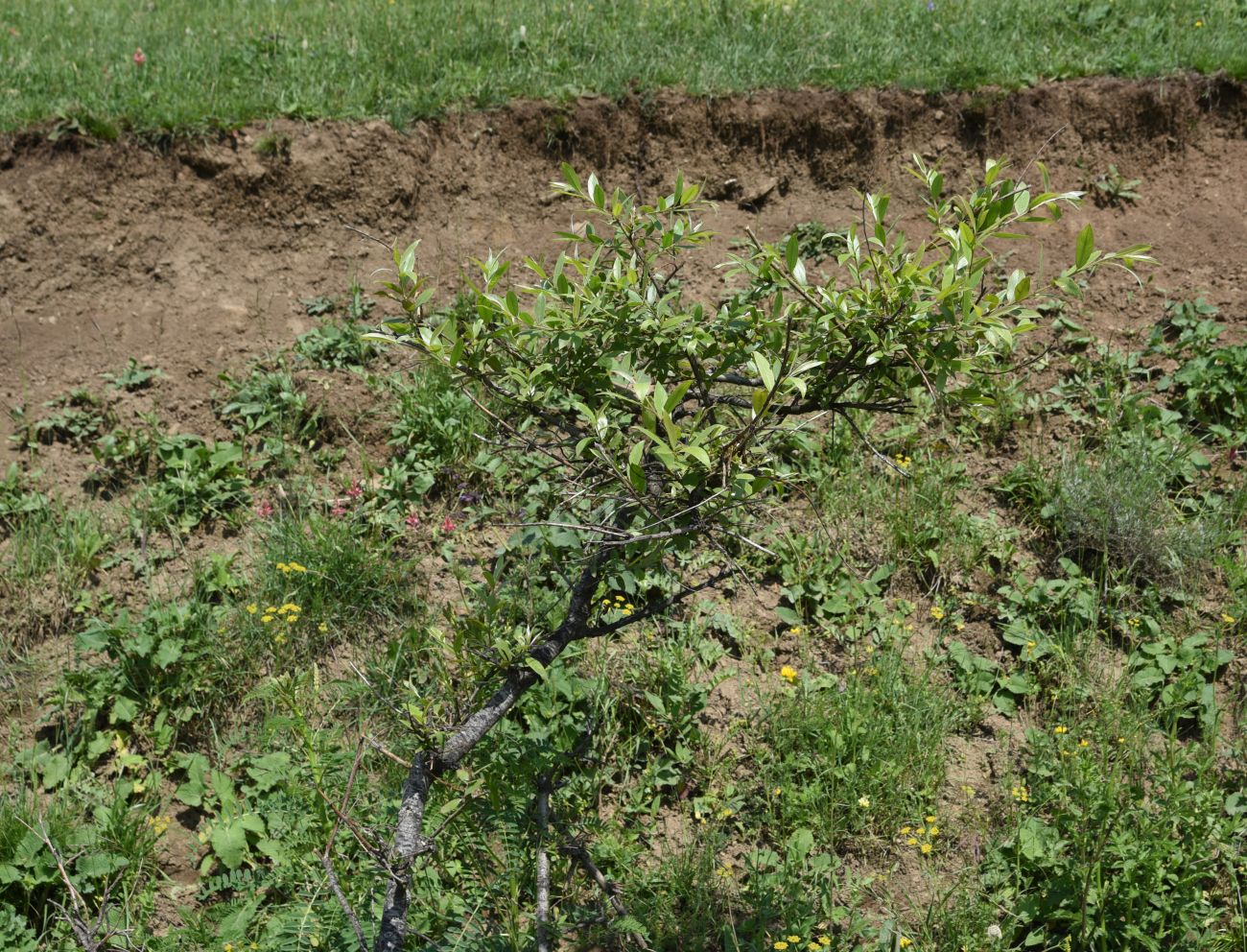 Image of genus Salix specimen.