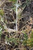 Cousinia syrdarjensis. Прикорневая часть растения. Южный Казахстан, нижний Боролдай, 2 км выше пос. Коктюбе. 24.06.2010.