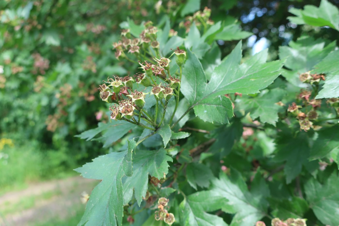 Изображение особи род Crataegus.