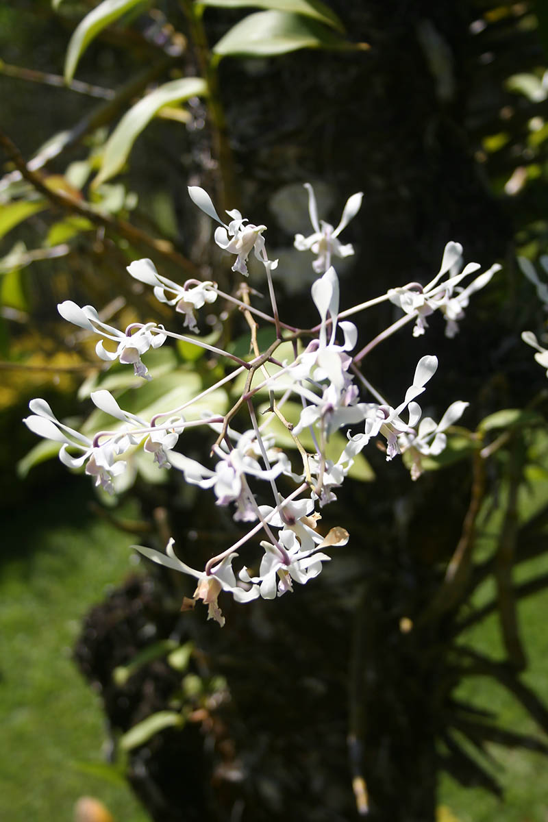 Image of familia Orchidaceae specimen.