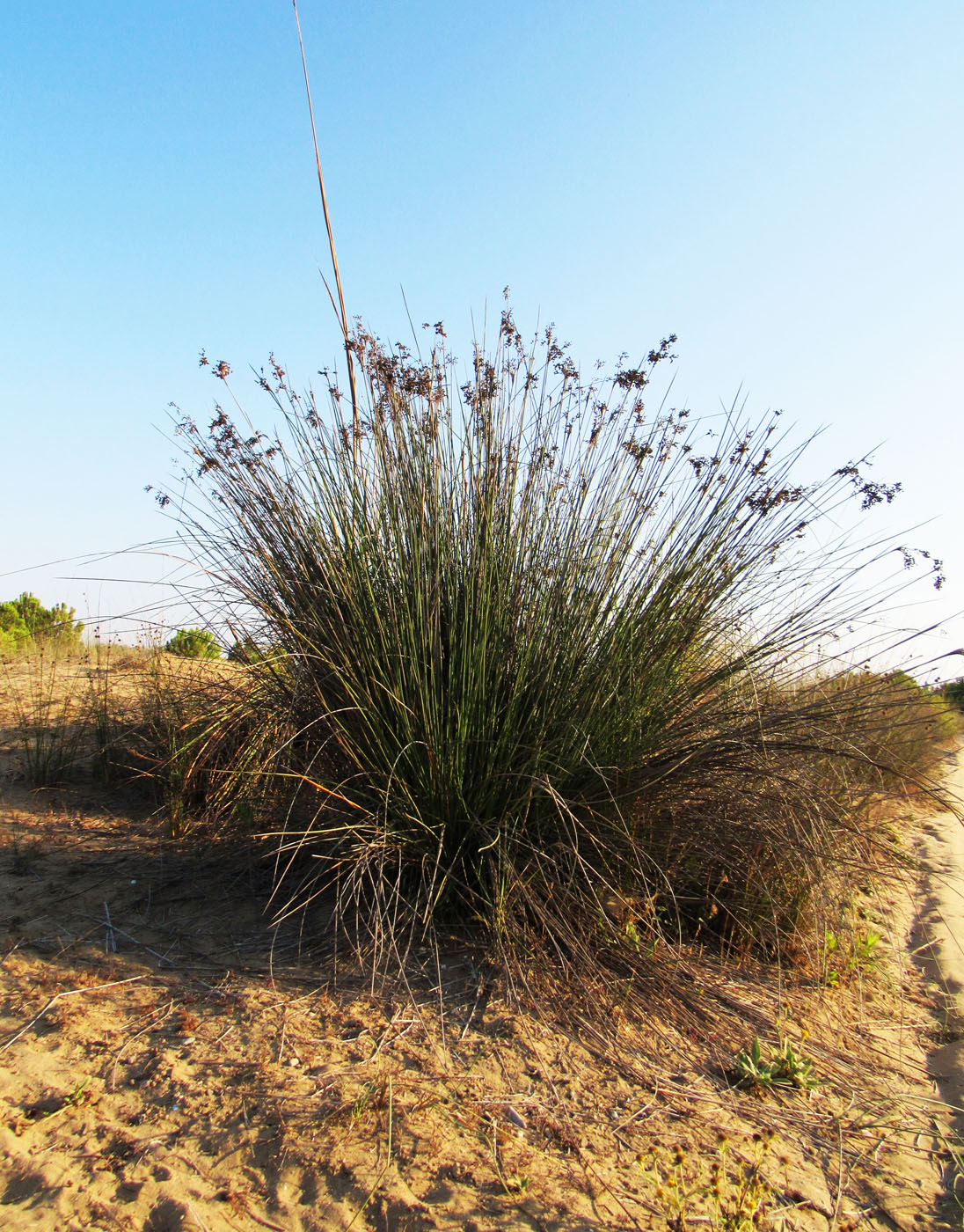 Image of Juncus acutus specimen.