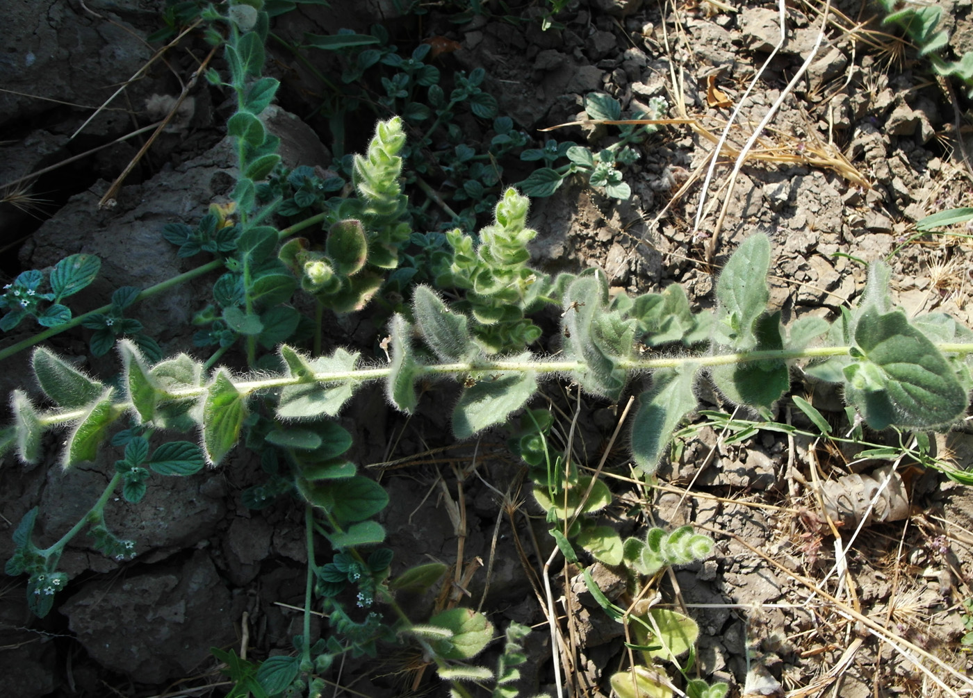 Image of genus Kickxia specimen.