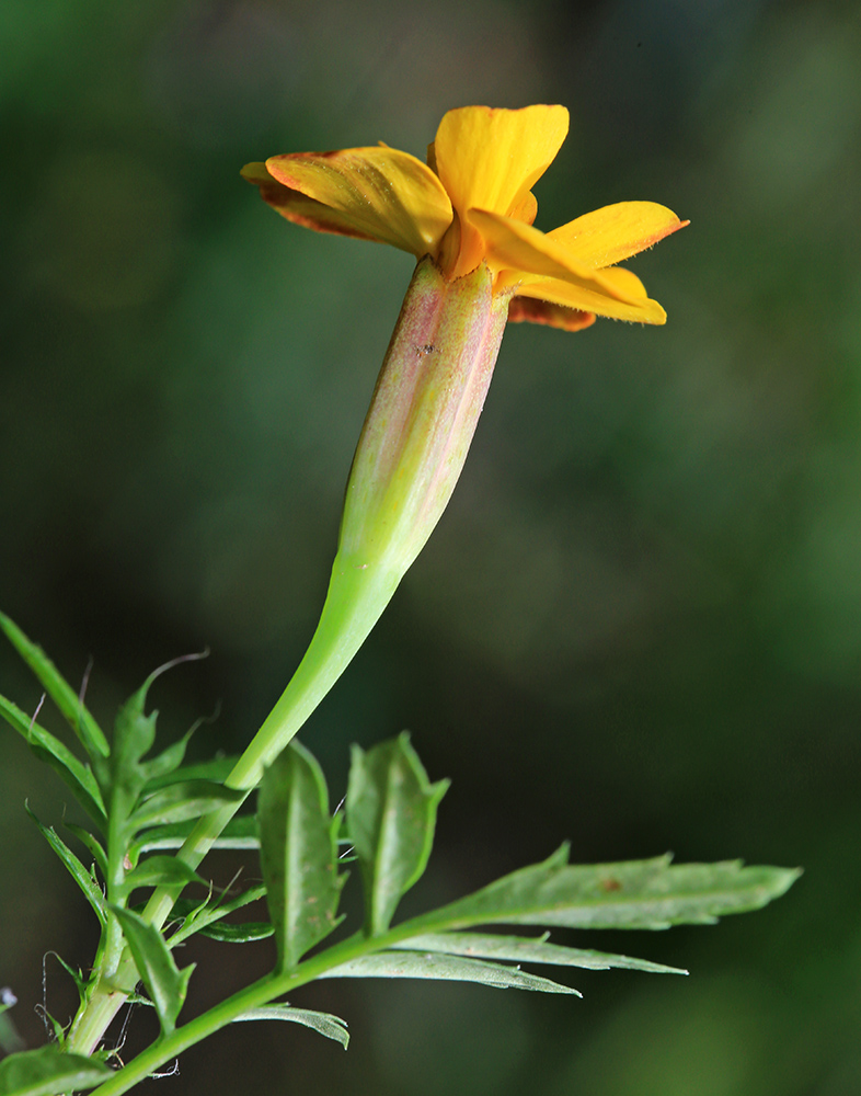 Image of Tagetes patula specimen.