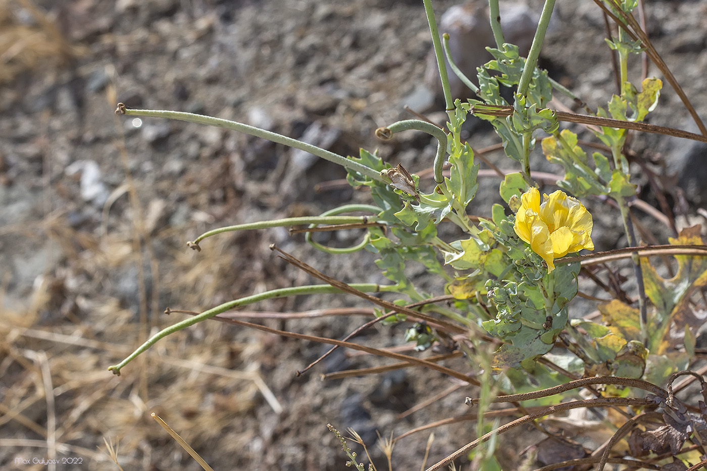 Image of Glaucium flavum specimen.