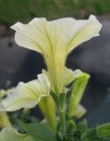 Petunia × hybrida