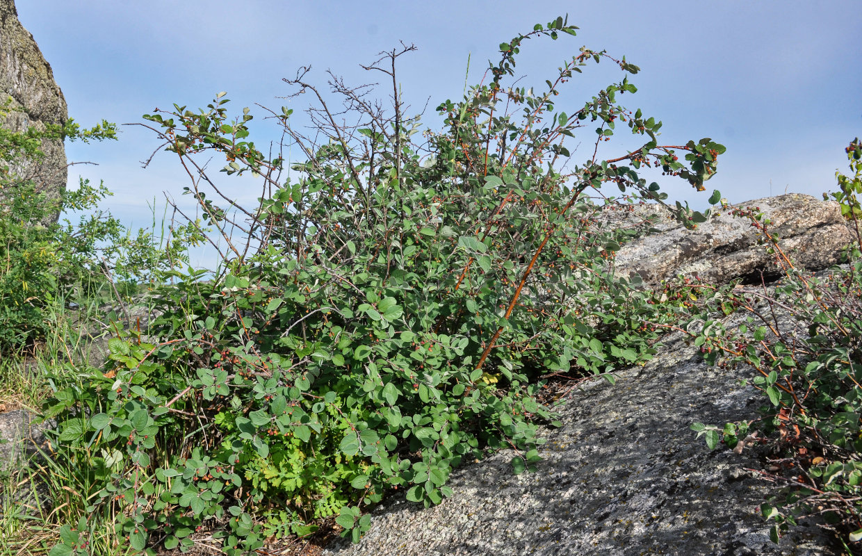 Image of Cotoneaster melanocarpus specimen.