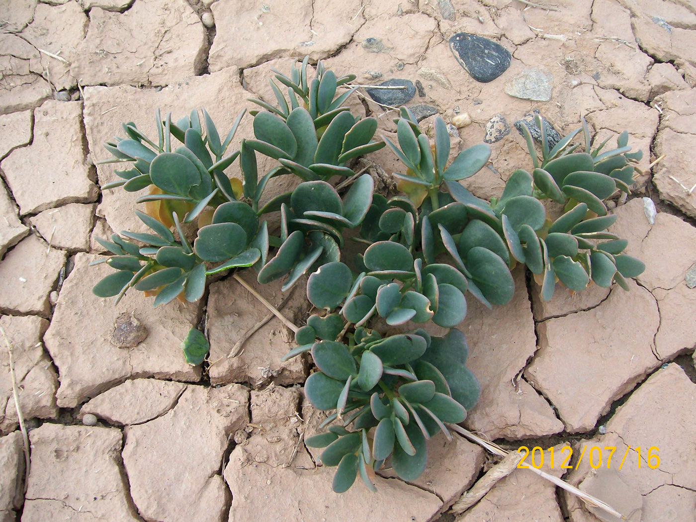 Изображение особи Zygophyllum potaninii.