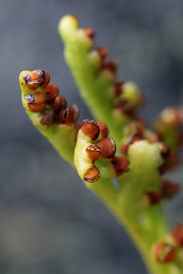 Image of Botrychium boreale specimen.