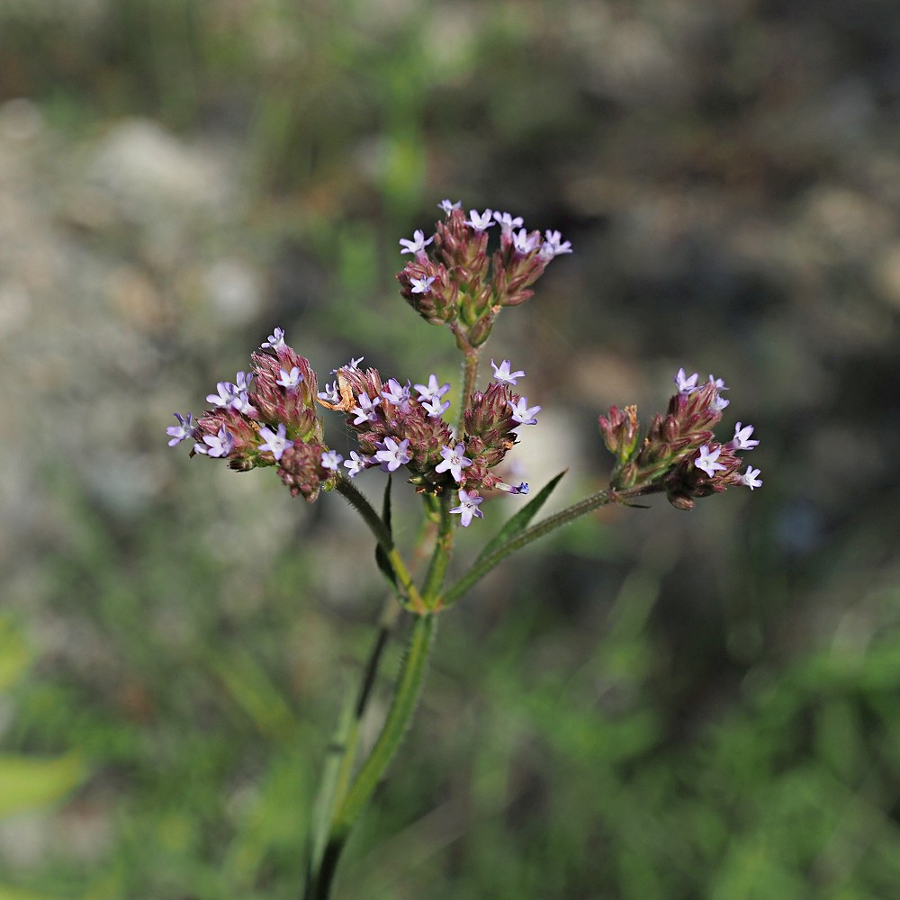 Image of Verbena brasiliensis specimen.