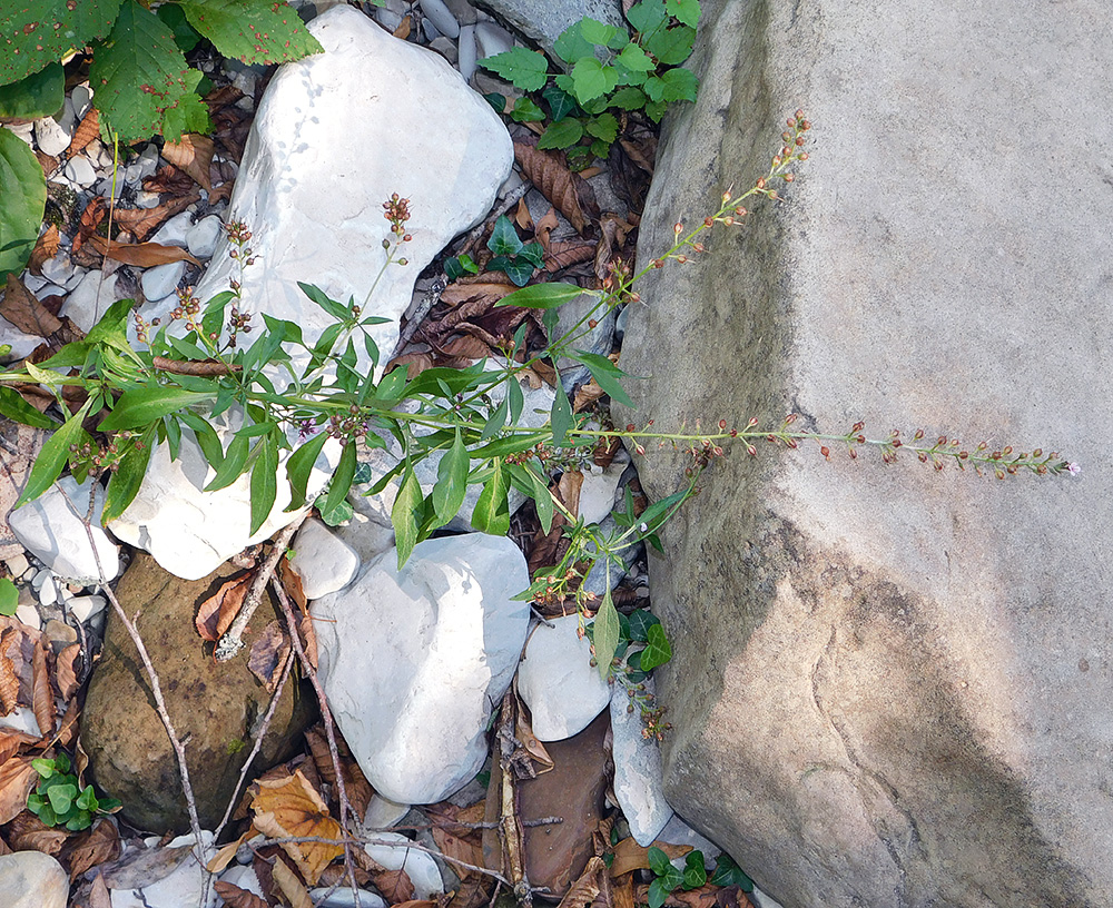 Image of Lysimachia dubia specimen.