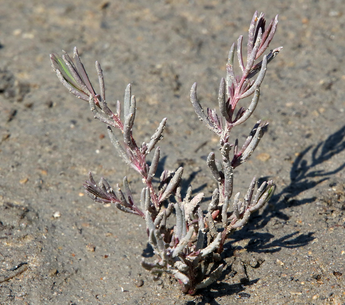 Image of genus Suaeda specimen.