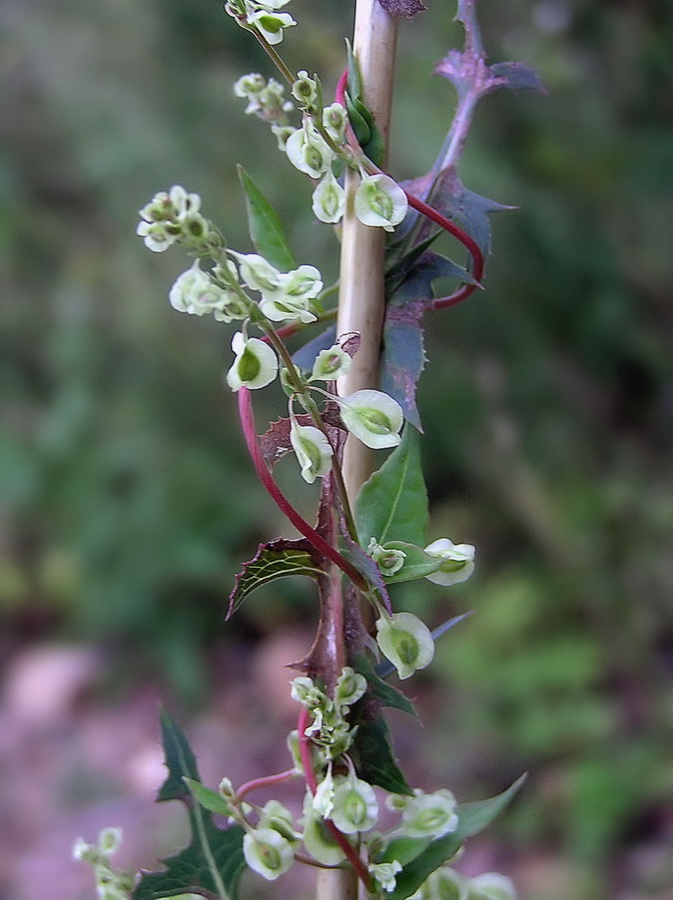 Image of Fallopia dumetorum specimen.