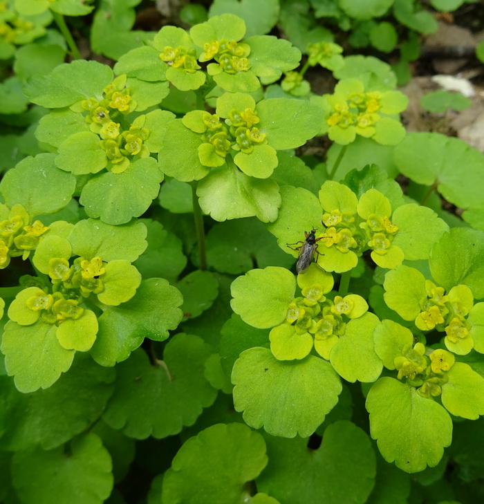 Image of Chrysosplenium alternifolium specimen.