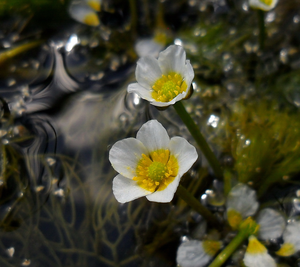 Изображение особи Ranunculus &times; glueckii.