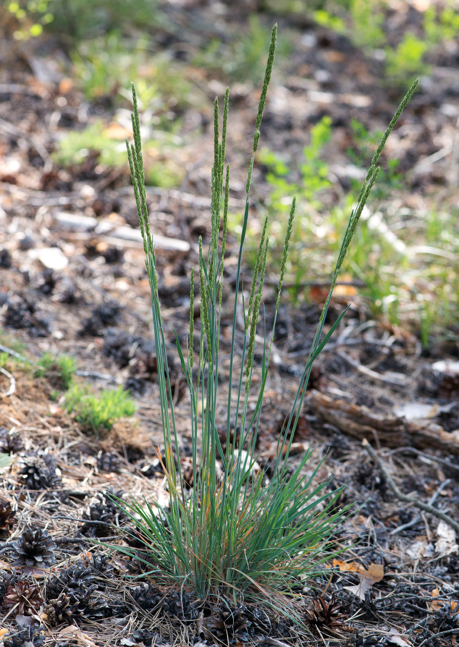 Image of genus Koeleria specimen.