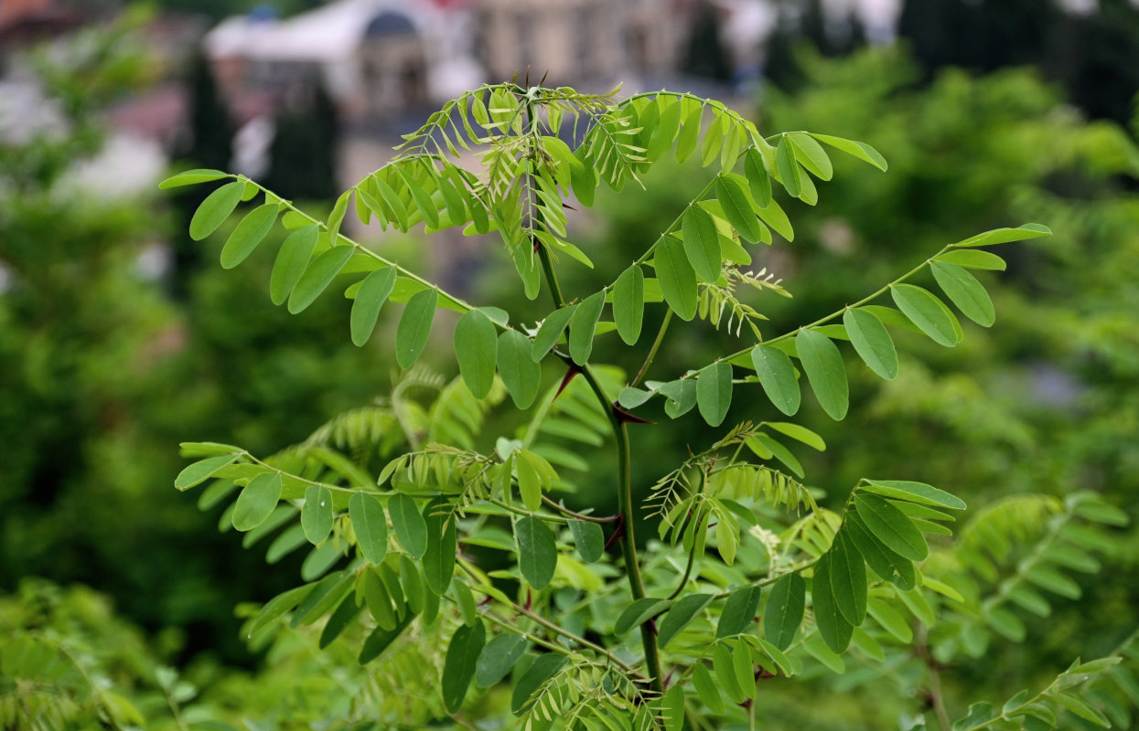 Image of Robinia pseudoacacia specimen.