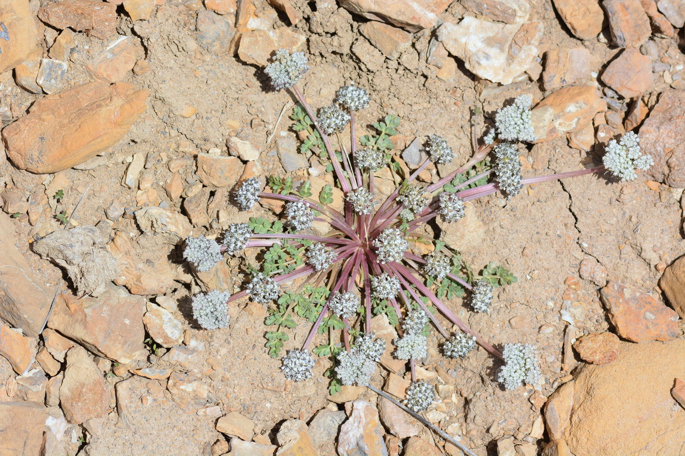 Image of Lomatocarpa albomarginata specimen.