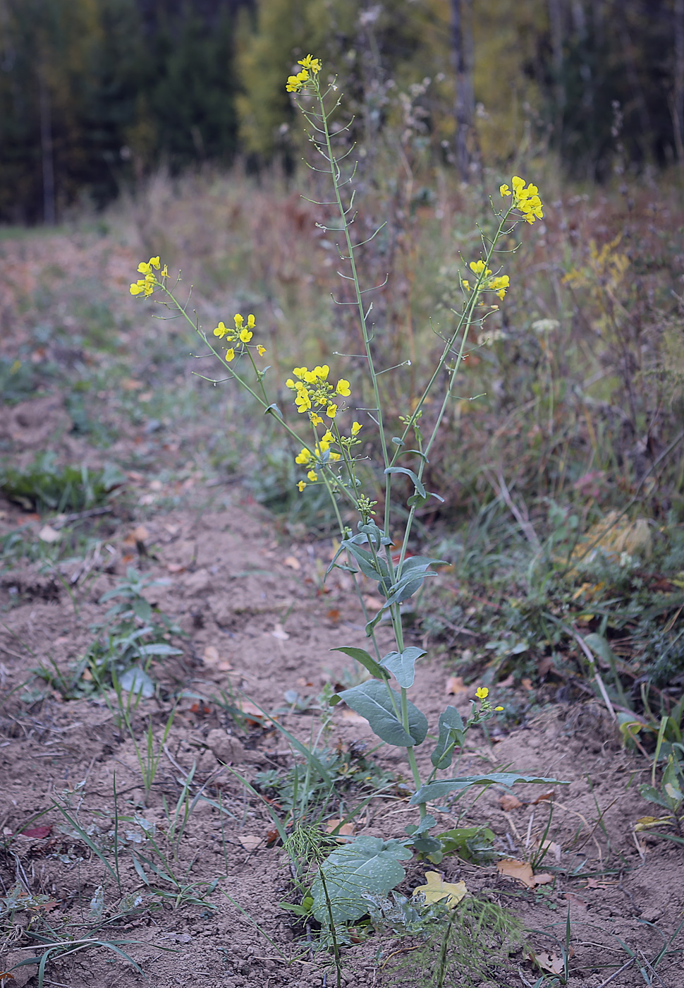 Image of Brassica campestris specimen.