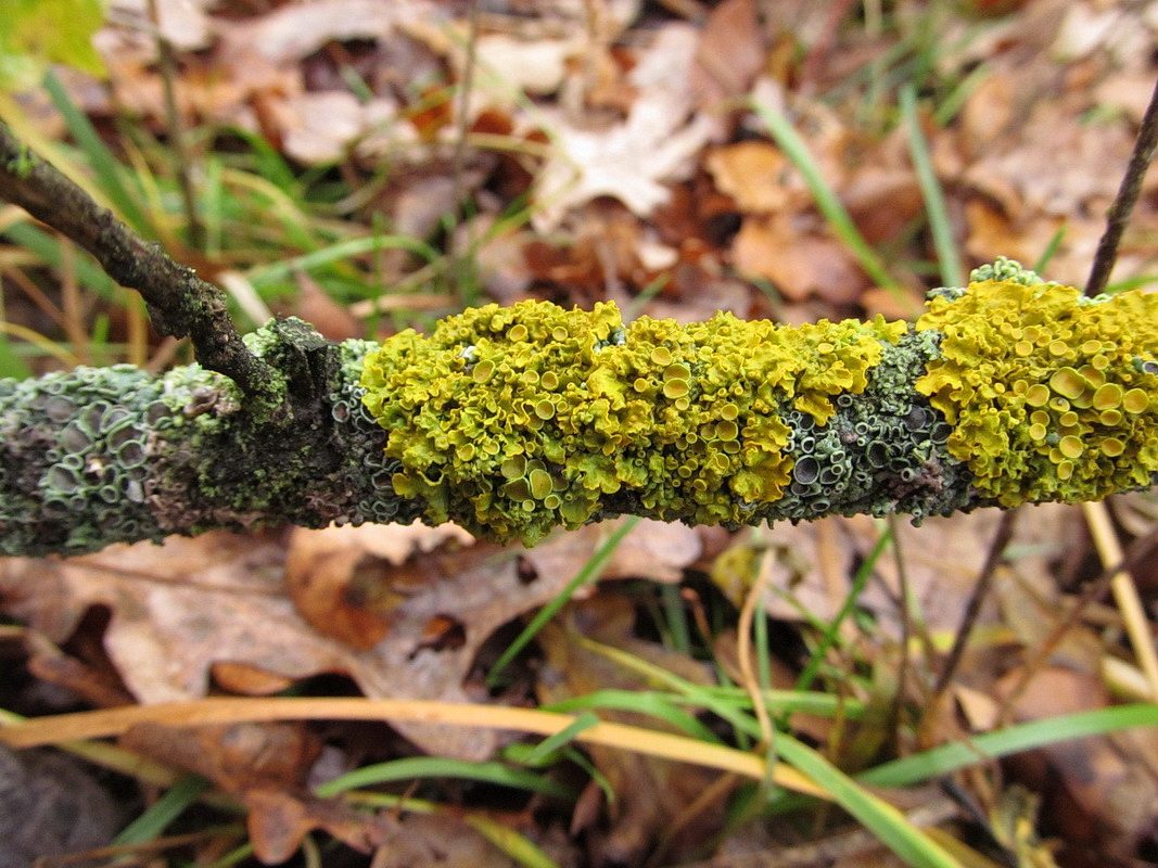 Image of Xanthoria parietina specimen.