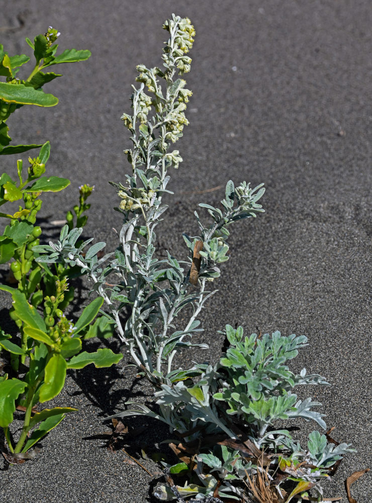 Изображение особи Artemisia stelleriana.