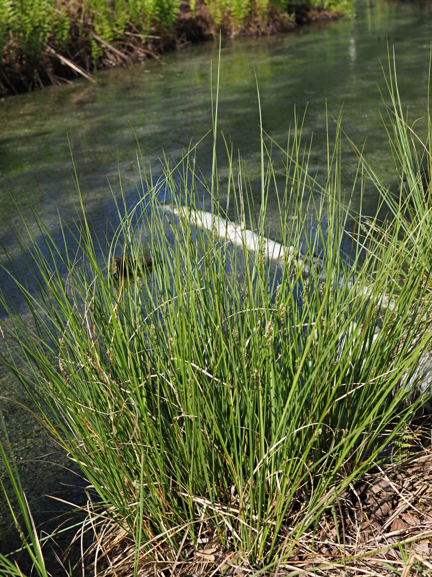 Изображение особи Carex diandra.