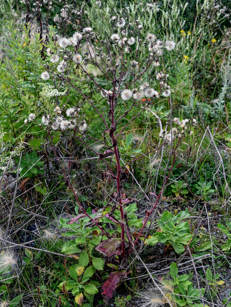 Image of Picris japonica specimen.