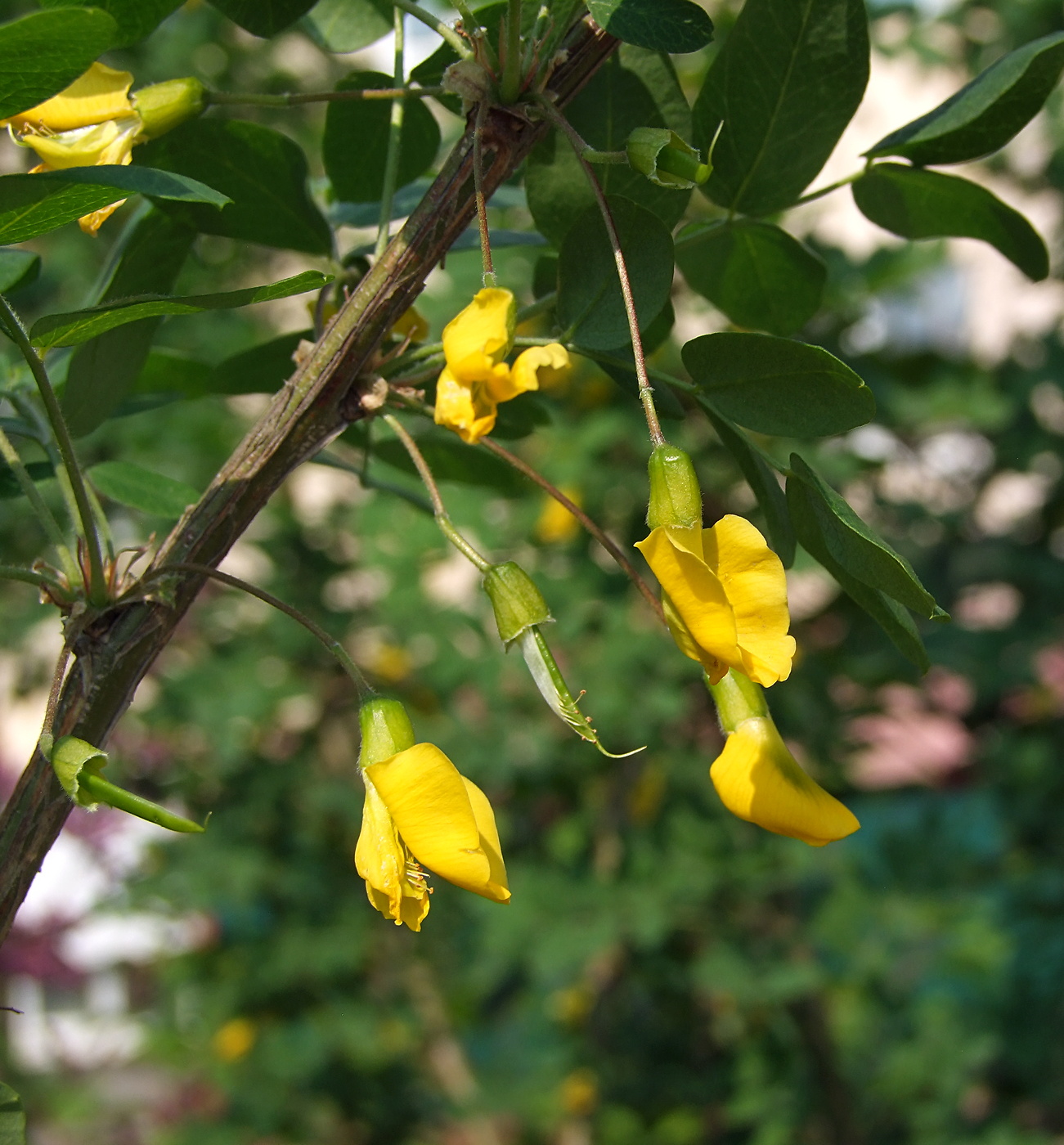 Image of Caragana arborescens specimen.