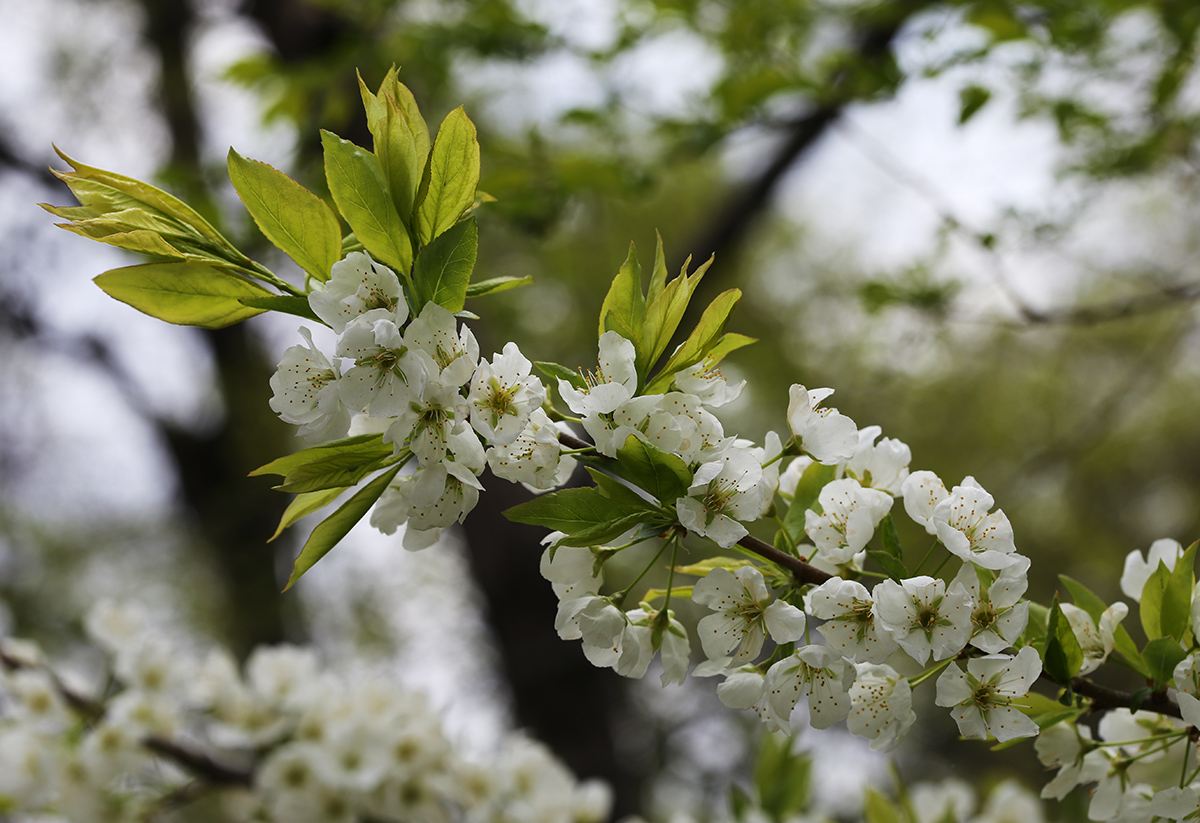 Image of Prunus salicina specimen.