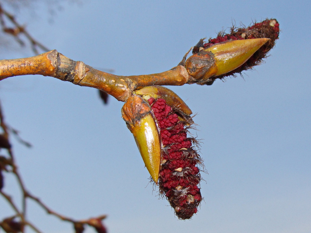 Image of Populus suaveolens specimen.