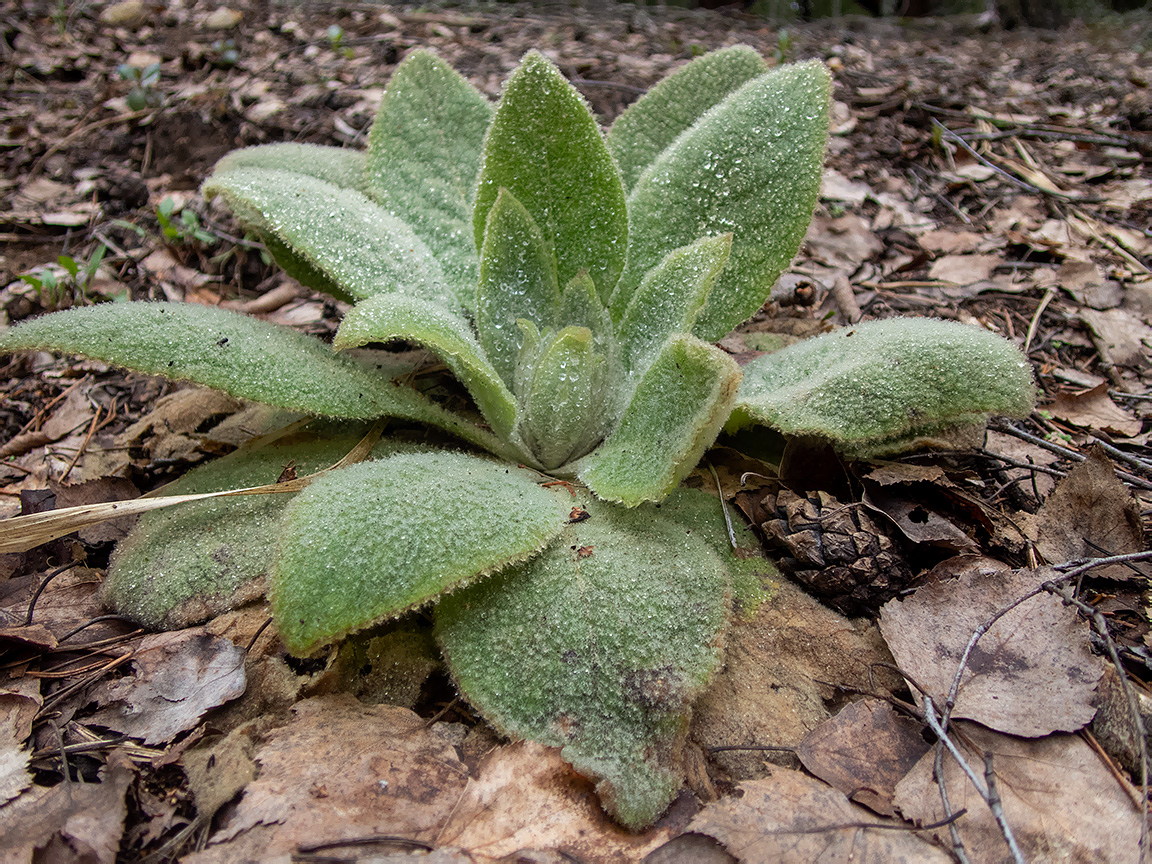 Изображение особи Verbascum thapsus.