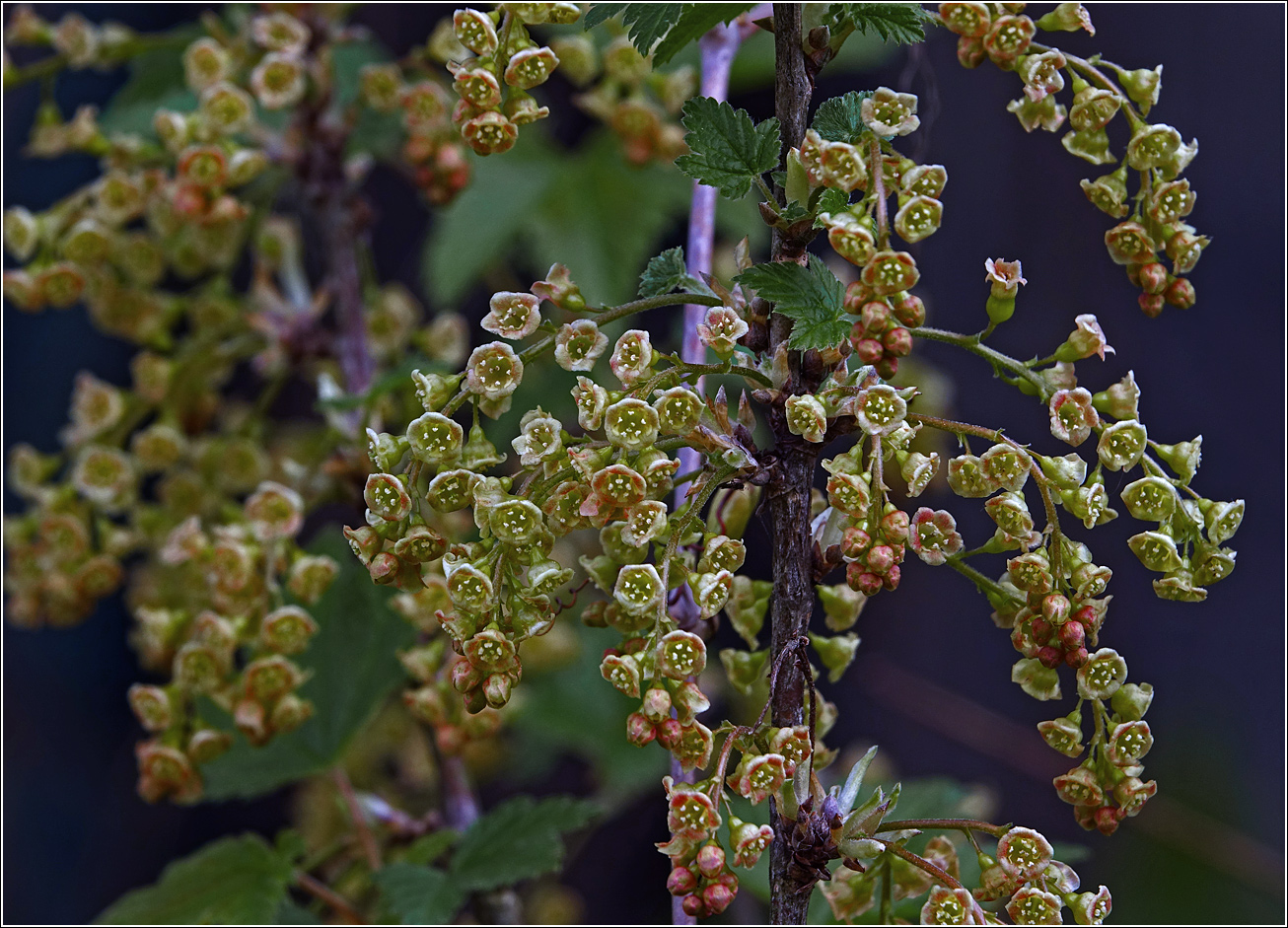 Изображение особи Ribes rubrum.