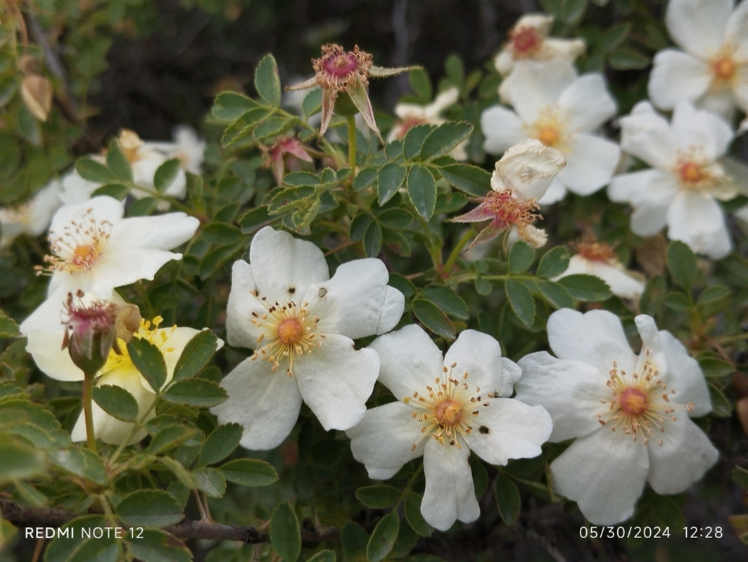 Image of genus Rosa specimen.