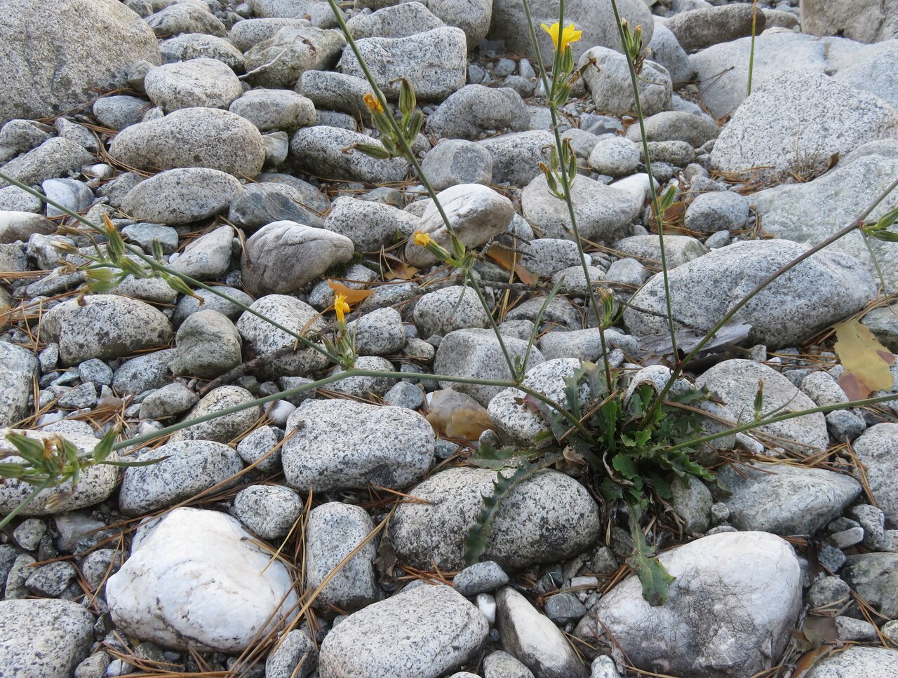 Изображение особи Chondrilla urumoffii.