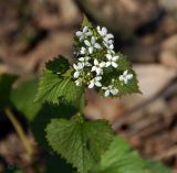 Alliaria petiolata