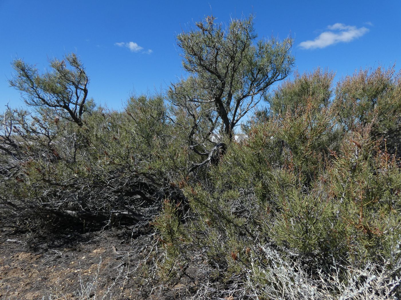 Image of Spiraeanthus schrenkianus specimen.