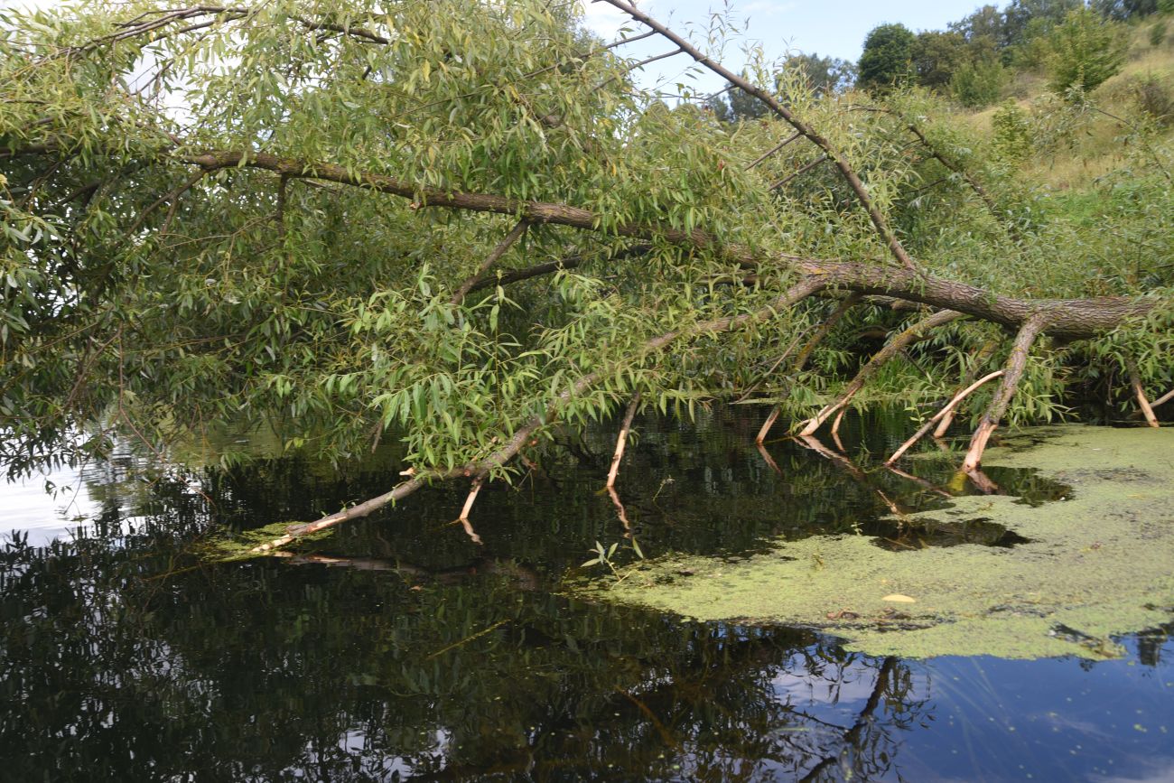 Image of genus Salix specimen.