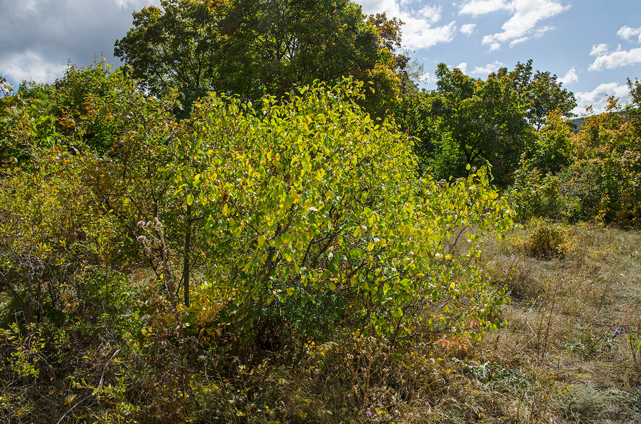 Image of Rhamnus cathartica specimen.