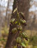 Epipactis helleborine. Верхушка соплодия. Московская обл., ГО Подольск, мкр-н Климовск, широколиственный лес. 26.10.2024.