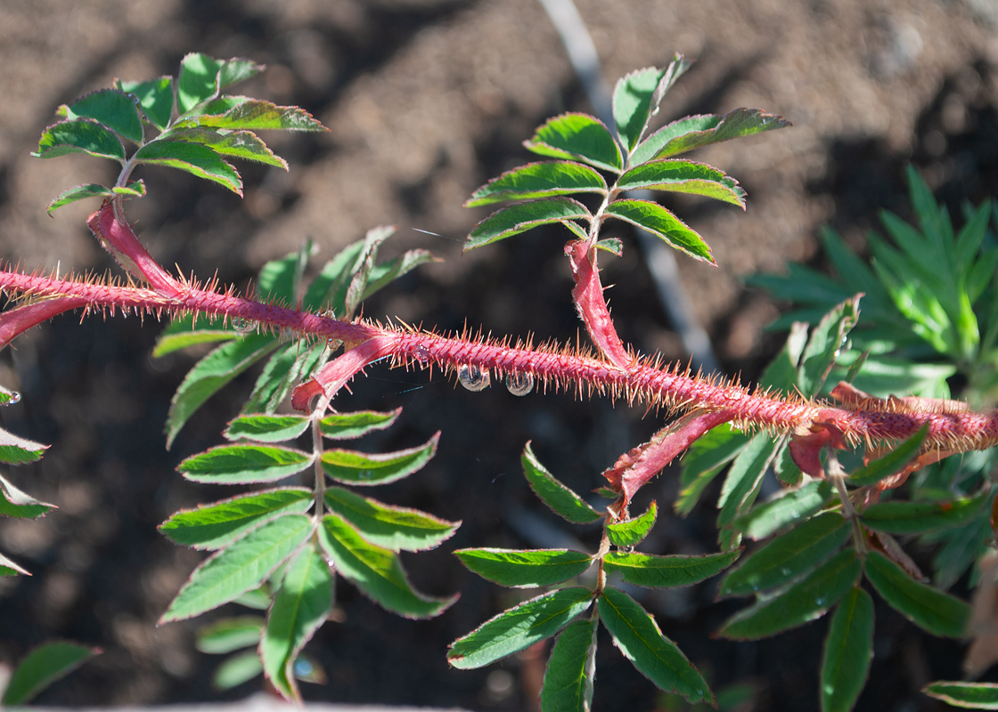 Image of genus Rosa specimen.