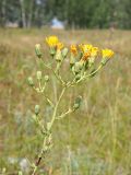 Hieracium virosum. Общее соцветие. Ульяновская обл., Мелекесский р-н, окр. с. Вишенка, остепнённый правый береговой склон р. Бирля. 29.07.2023.