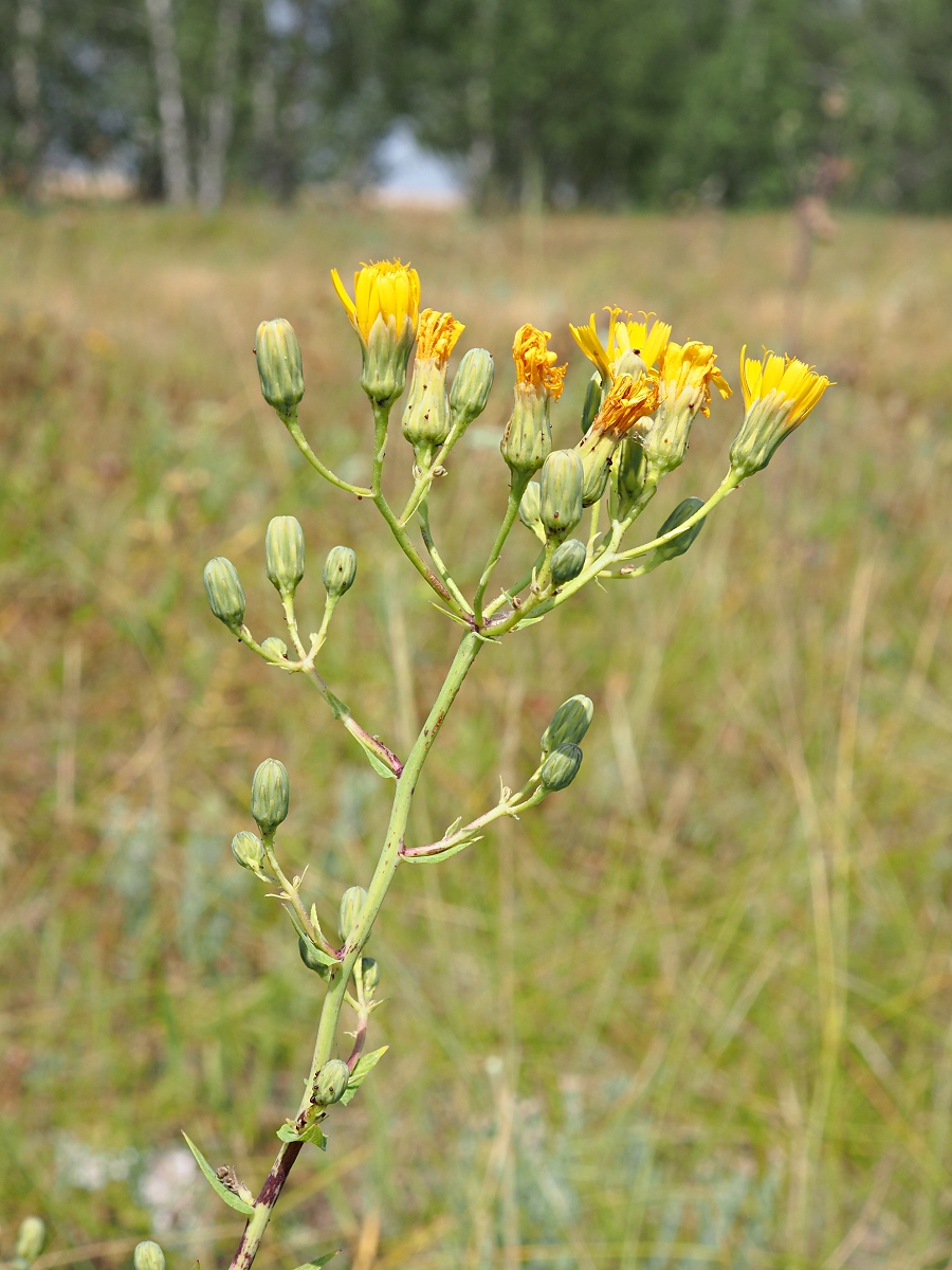 Изображение особи Hieracium robustum.