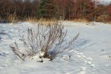 Artemisia campestris