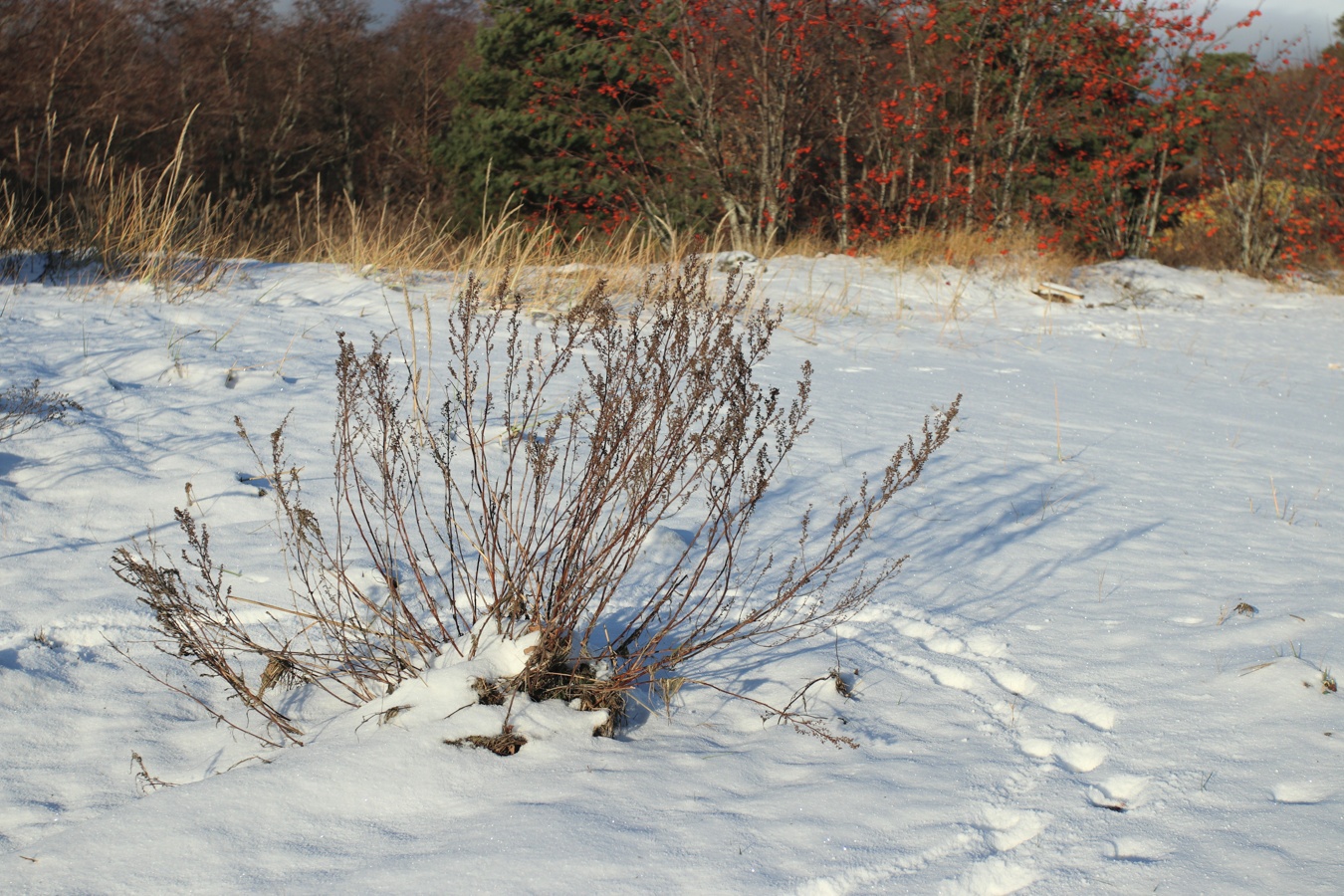 Image of Artemisia campestris specimen.