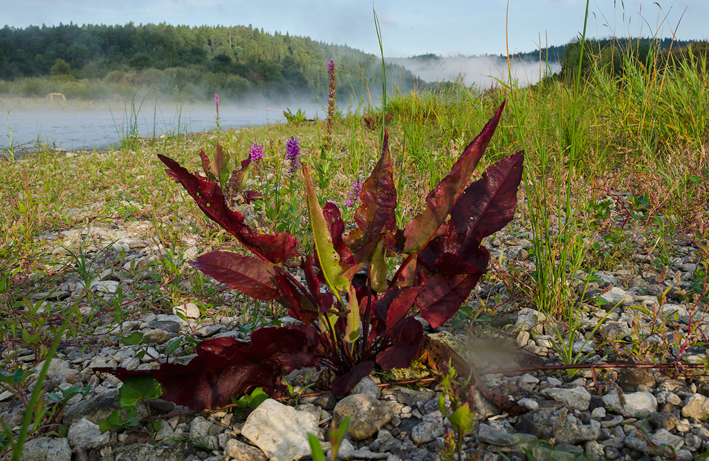 Image of Rumex aquaticus specimen.